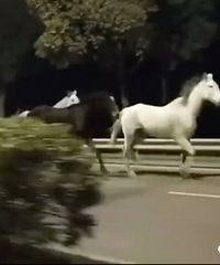 凌晨公路上,突然出现一、二、三、四…九匹马!