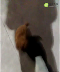 小泰迪有要的吗