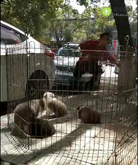 ����ɹ̫����