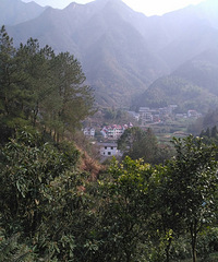 建德深山土蜂蜜