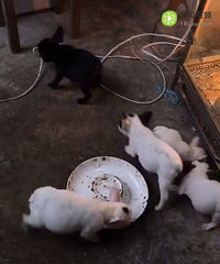 С��ţϲ��˽