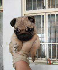 2���µİ͸���Ȯ