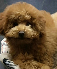 Ѱ������