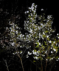 ���빫԰ҹ������