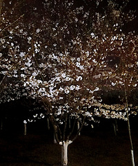 ���빫԰ҹ������