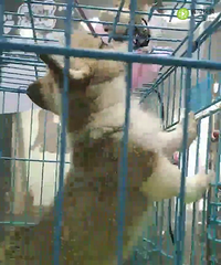 �����»�С�������¼ң��������¹�����ͨ��