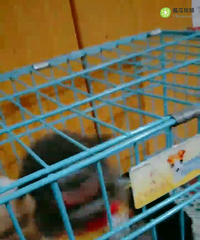 ����̩�����¼�