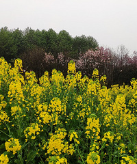 ���е��Ͳ˻���