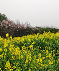 ���е��Ͳ˻���