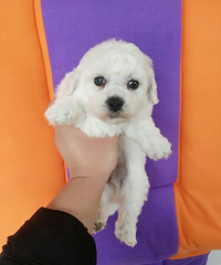 ������ɫ����