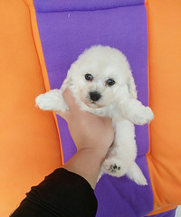 ������ɫ����