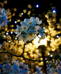 ΢���ᴵ�ǳ� # ����ɹ���� #