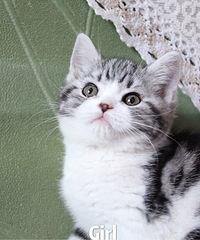 ��ë�ߵ����� ���� �ӷƾ�����ʵ��