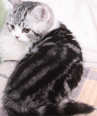 ��ë�ߵ����� ���� �ӷƾ�����ʵ��