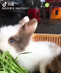 ������ֳ����èè�ó���