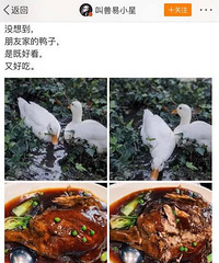 王?#21363;?#37027;只花1万5买的鸭子被吃了£¿易小?#29301;?#23485;油滑锅挺香