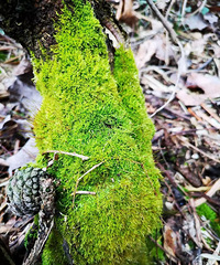 苔藓已经成为了家庭养护的流行盆景和花卉