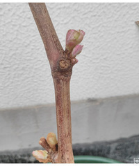种花,种草,种光阴。