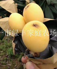 宁海特产白枇杷《绿丰家庭农场》5月15日左右开园采摘了