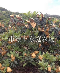 宁海特产白枇杷《绿丰家庭农场》5月15日左右开园采摘了