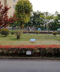 ����ɫ��