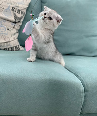 �۶�����ܵܽ���ܵܣ��������䣬����èɰ