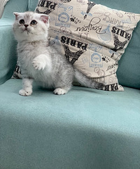 �۶�����ܵܽ���ܵܣ��������䣬����èɰ