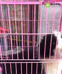 �������Գ�����