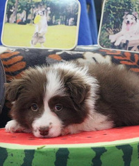 ����������������Ѱ��