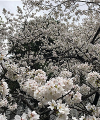 窗外就可以打卡樱花美景