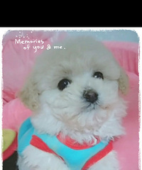 ��̩�����¼�