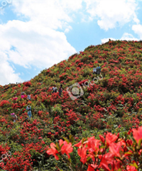 ����ȥ̤�࣬������ͼ��������