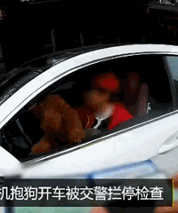 触众怒£¡她抱两条狗开奔驰£º哪条法律规定开车不能抱狗£¿
