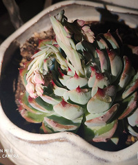 第一次把多肉养到快开花哈哈