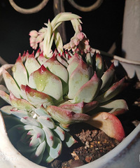 第一次把多肉养到快开花哈哈