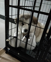 ̨�ݻ���ת�ð���˹����Ȯ