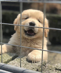 ˫ѪͳС��ë��������