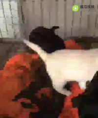 ��Ʒ�������໹����ֻ����ɫһ��һĸ����ɫ