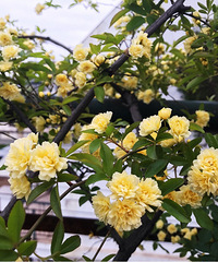 黄与白