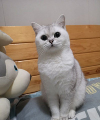 渐层小公主£¬求偶