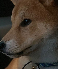 从没见过这么深沉的柴犬