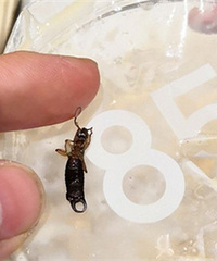 85��C���̲���ȳ��ڳ棡