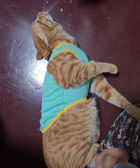 ������è������10���´�