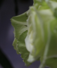 ��ֱ�и�������ʱ��