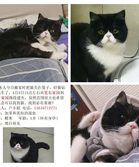 群里的美女帅哥帮帮忙£¬在晚上溜狗的时候帮