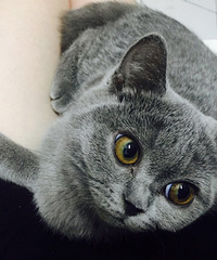 家有可爱小蓝猫£¬求找老公