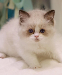 ��ż��ż����Ȥ��wx15325554575