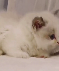 ��ż��ż����Ȥ��wx15325554575