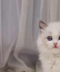 ��ż��ż����Ȥ��wx15325554575