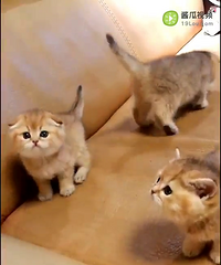 �𽥲�һ�ѣ�˫Ѫͳ����Ȥwx15325554575